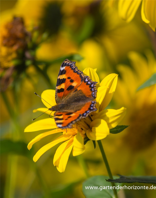 Garten-Stauden-Sonnenblume 'Meteor'