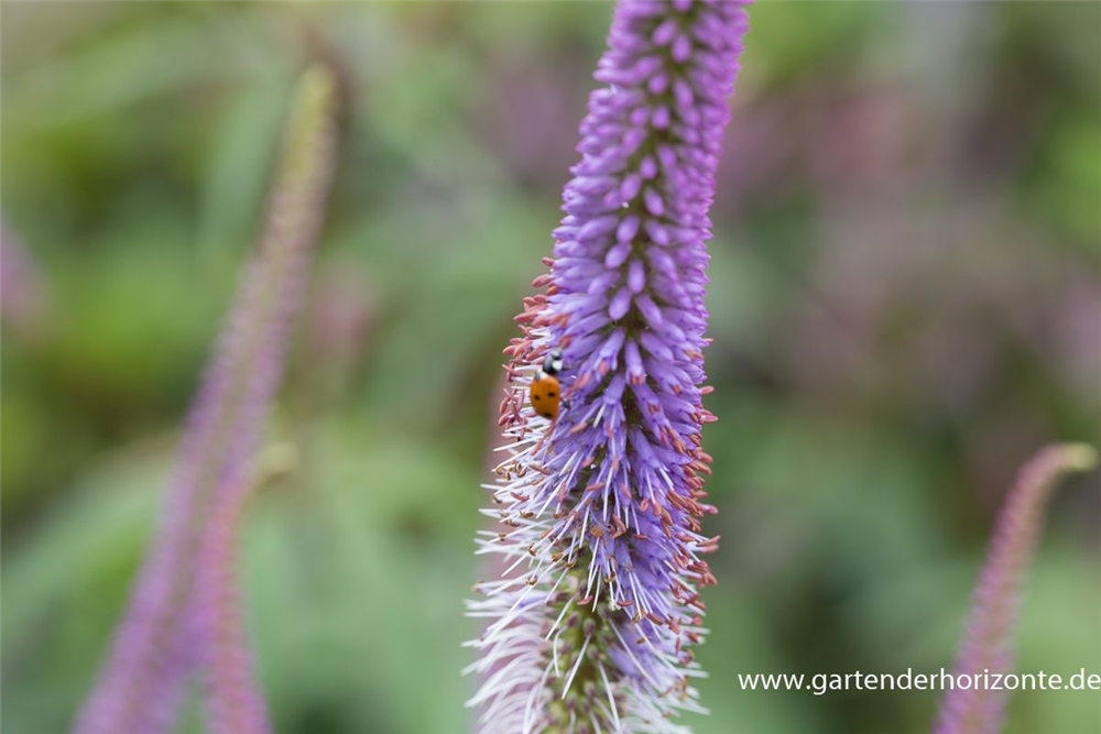 Garten-Kandelaberehrenpreis 'Fascination'