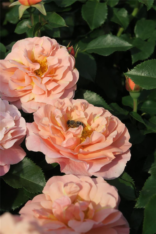 Beetrose 'Marie Curie'®