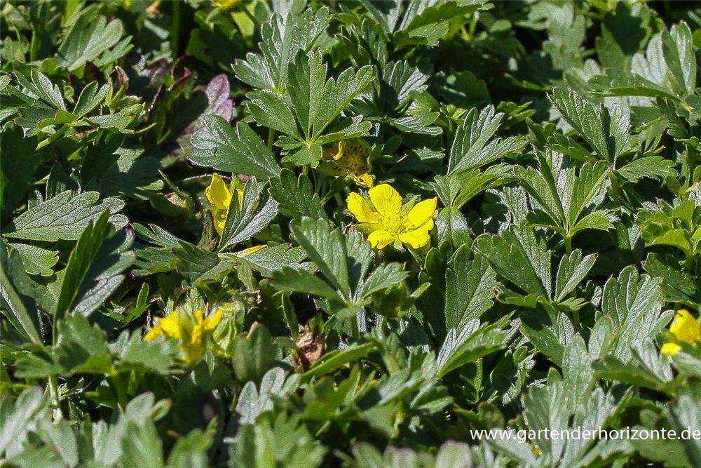 Frühlings-Fingerkraut