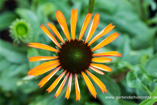 Garten-Scheinsonnenhut 'Tangerine Dream'®