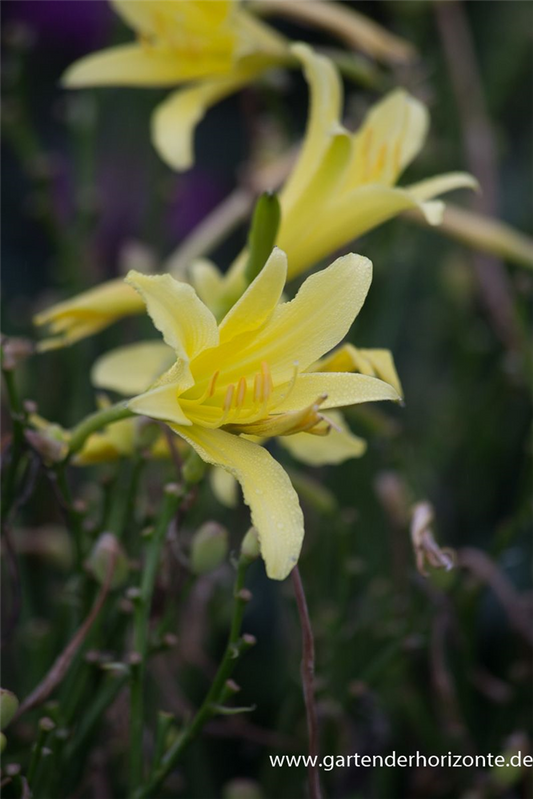 Hemerocallis citrina