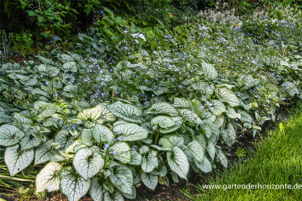 Brunnera macrophylla 'Jack Frost'  -R-