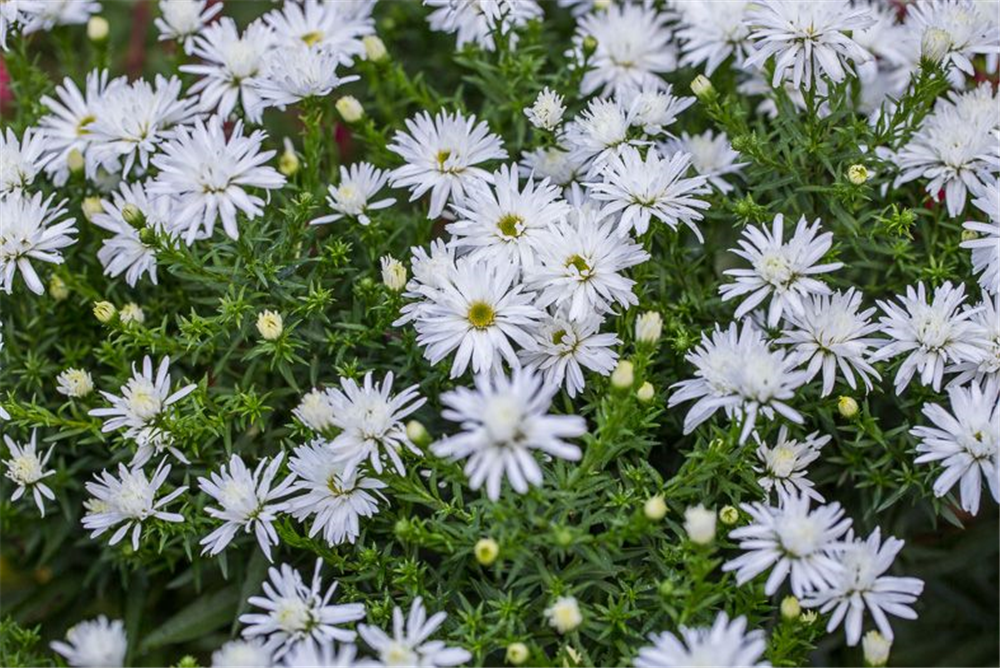 Garten-Kissen-Aster 'Kristina'