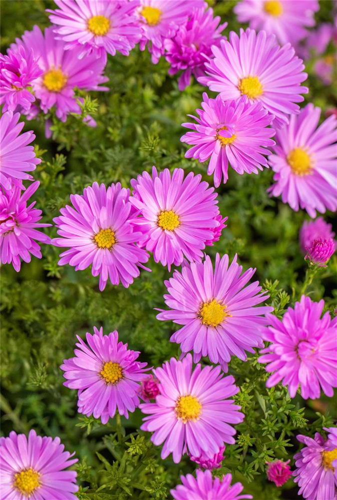 Kissen-Aster