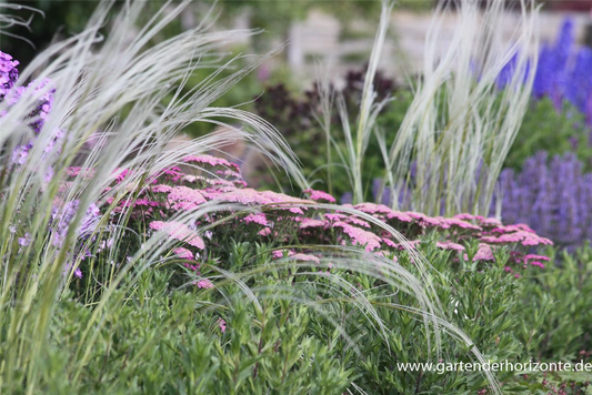 Pracht-Federgras