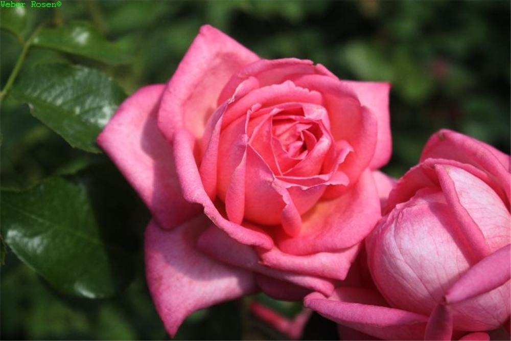 Edelrose 'Wedding Bells'®