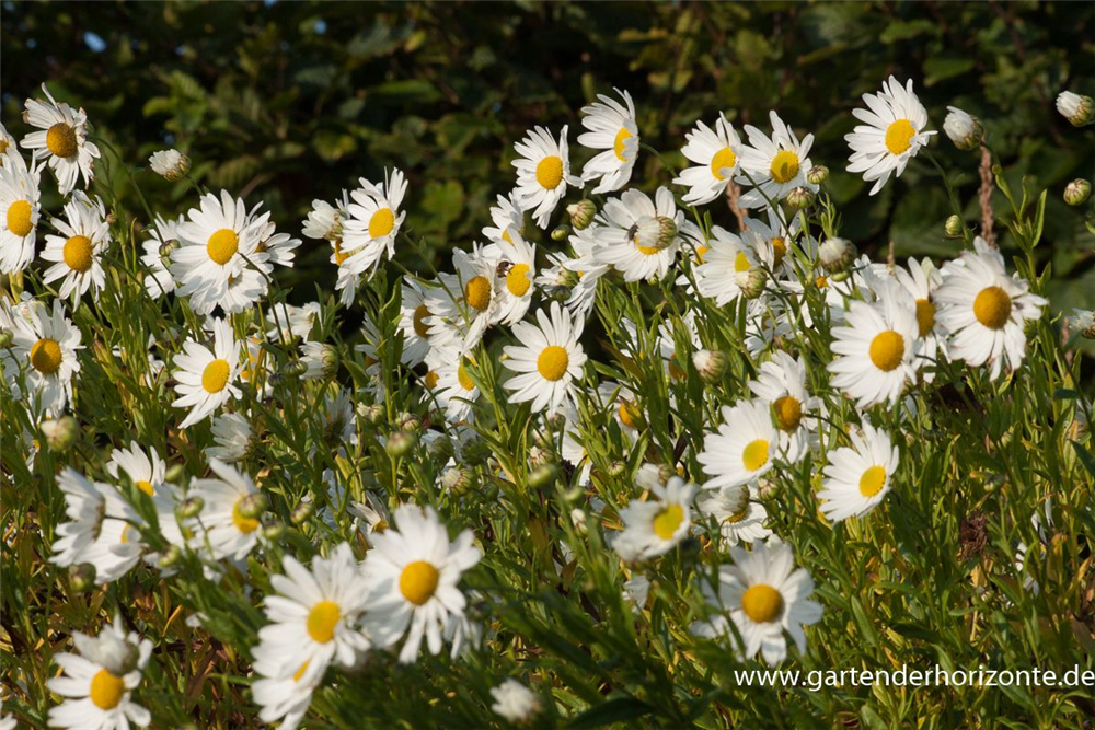 Herbstmargerite