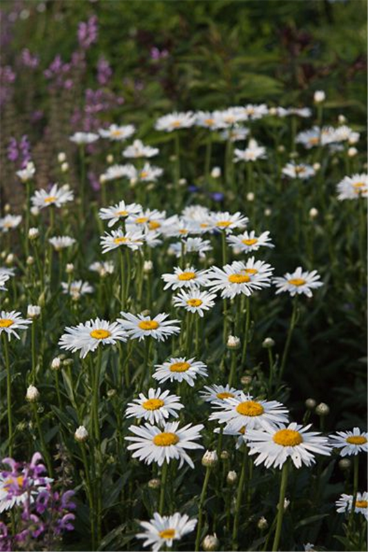 Garten-Margerite 'Alaska'