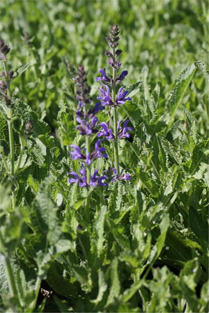 Garten-Blüten-Salbei 'Rügen'