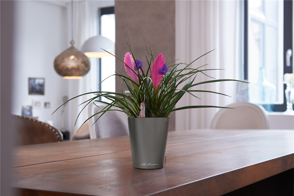 LECHUZA MINI-DELTINI