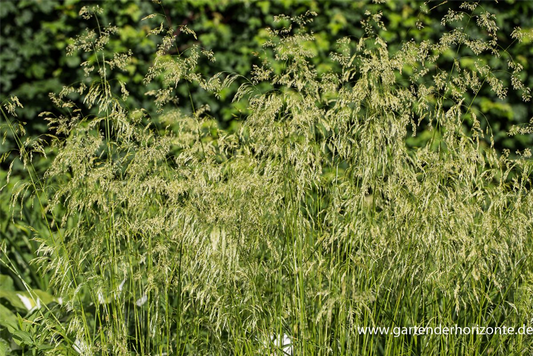 Garten-Schmiele 'Goldschleier'