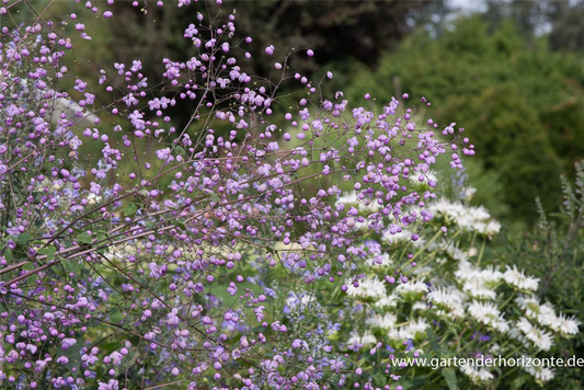 Garten-Wiesenraute 'Splendide'®