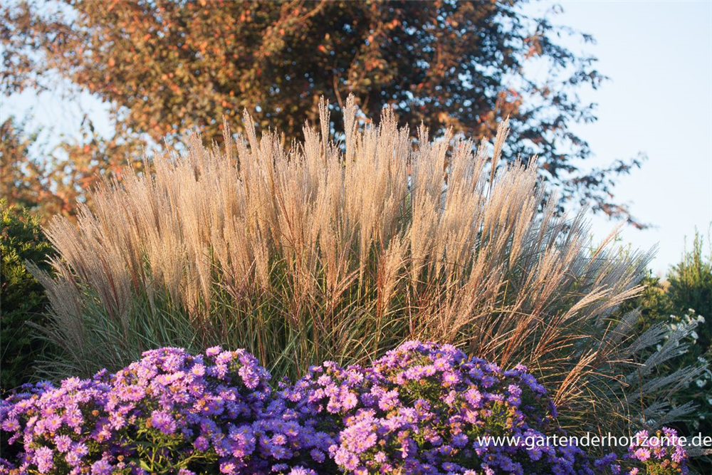 Garten-Chinaschilf 'Kleine Silberspinne'