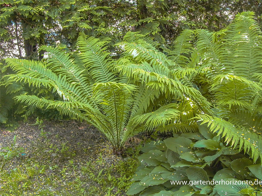 Europäischer Straußenfarn