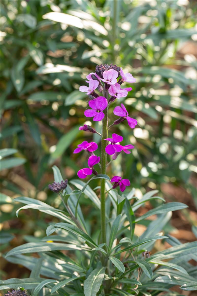 Erysimum cheiri 'Bowles Mauve'