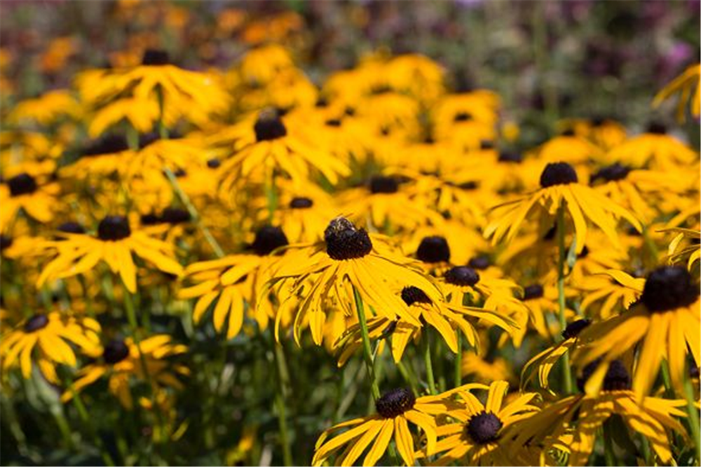 Leuchtender Garten-Sonnenhut 'Goldsturm'