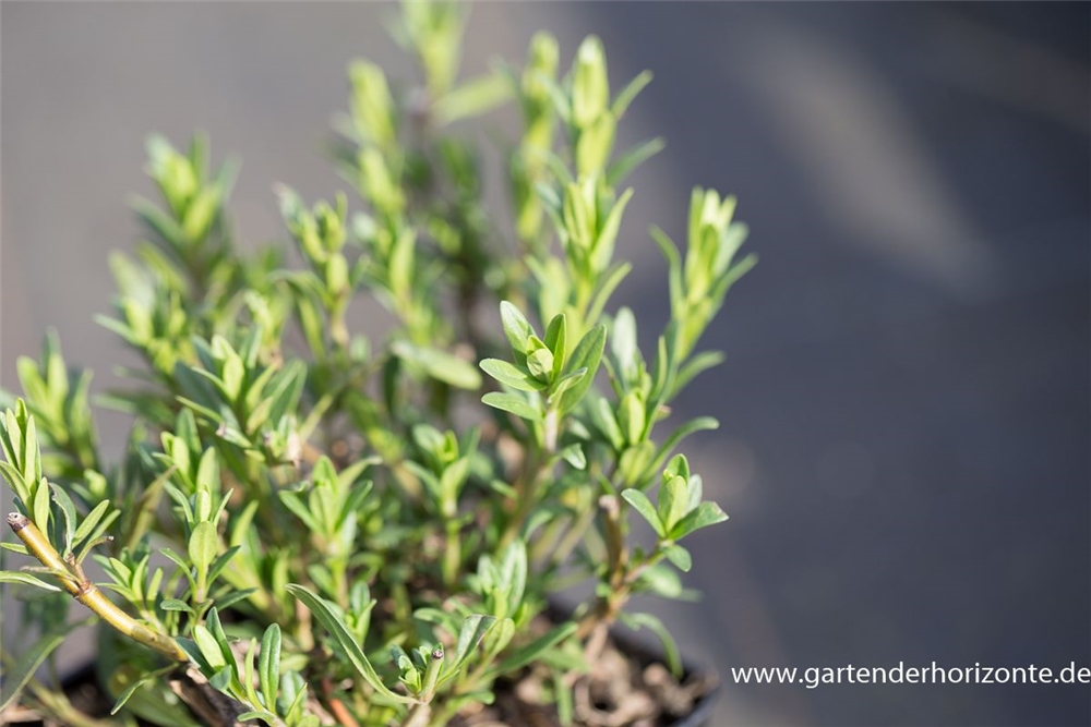 Hyssopus officinalis