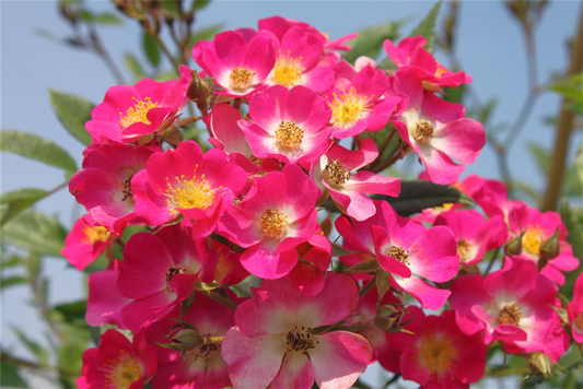 Strauchrose 'Mozart'