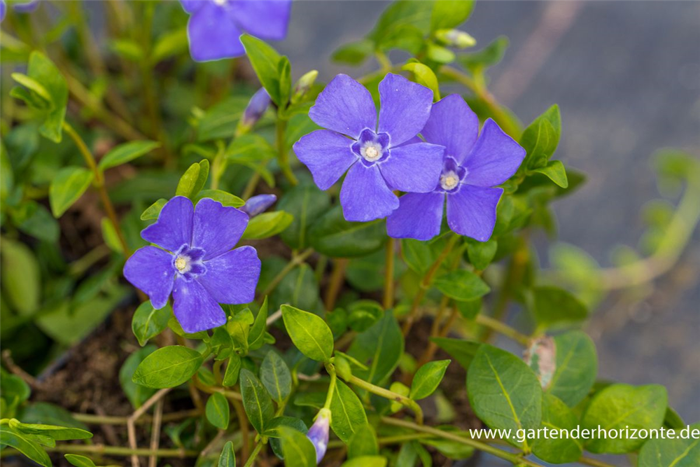 Kleines Garten-Immergrün 'Marie'(s)