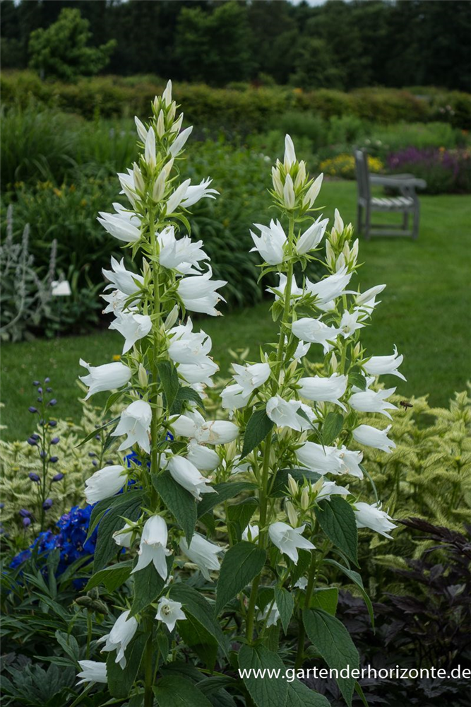 Campanula latifolia var.macrantha 'Alba'