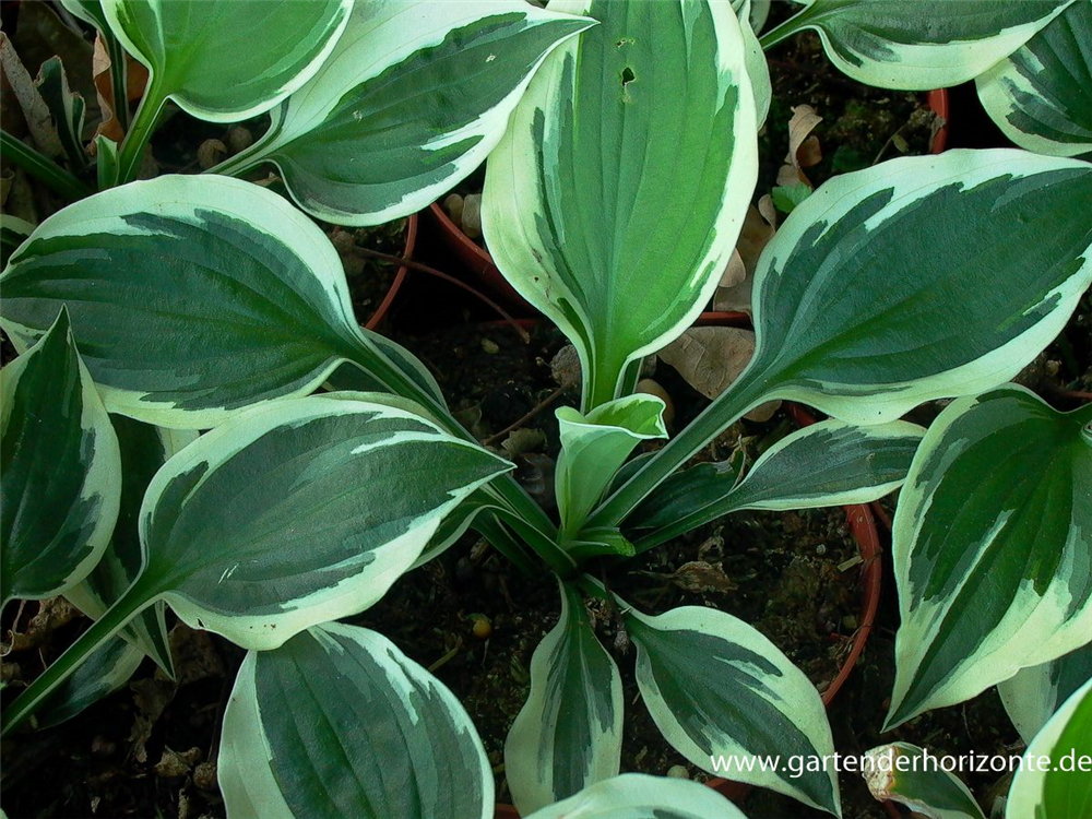 Hosta x fortunei 'Minuteman'
