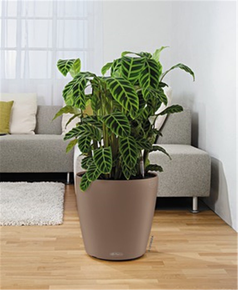 LECHUZA CLASSICO Color 35