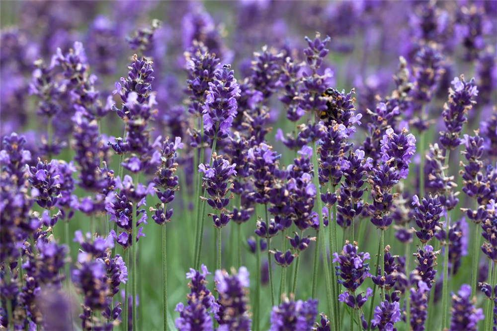 Lavandula angustifolia 'Hidcote Blue'