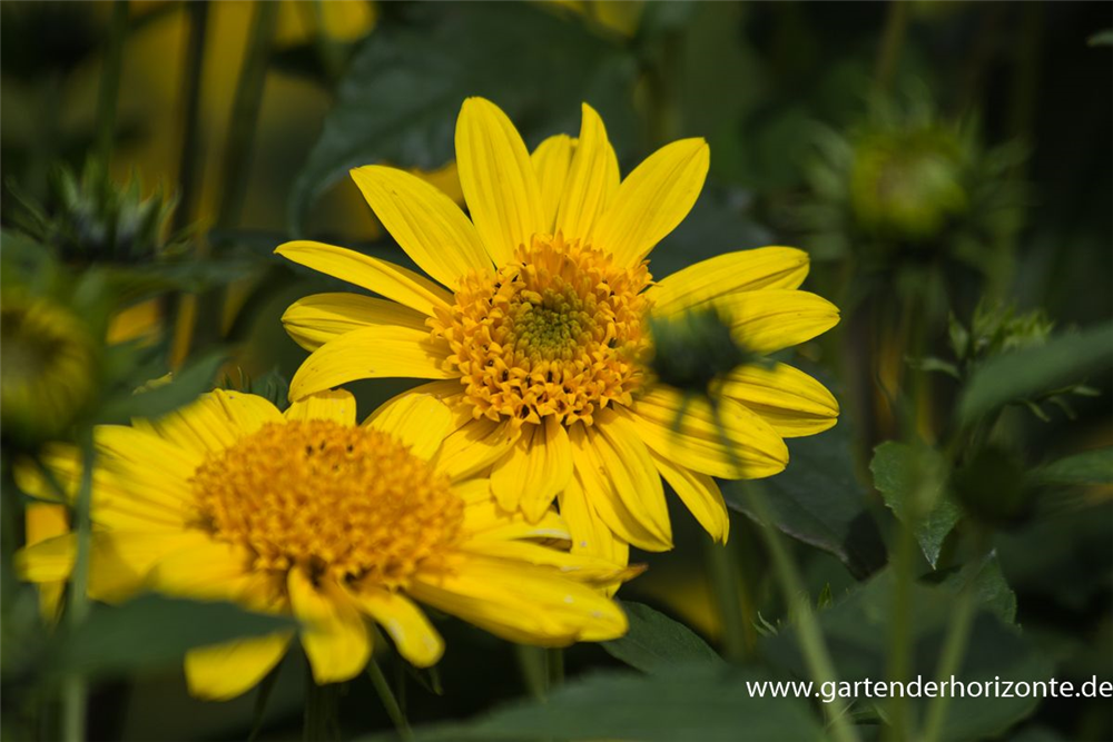 Garten-Stauden-Sonnenblume 'Meteor'