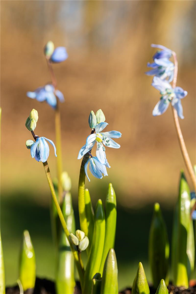 Sibirischer Blaustern - 10 Blumenzwiebeln