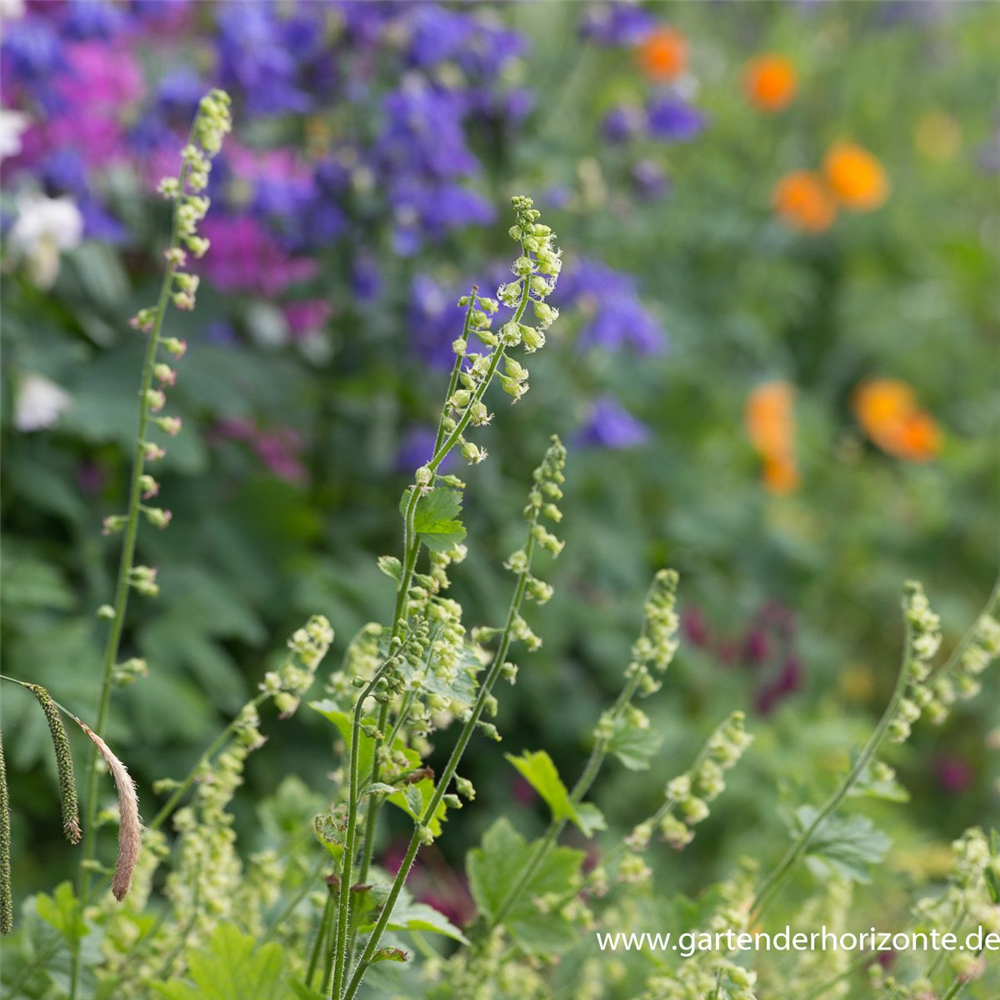 Falsche Alraunwurzel