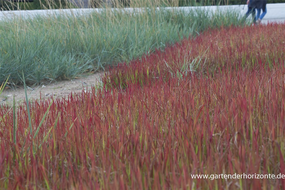 Imperata cylindrica var.koenig.'Red Baron'