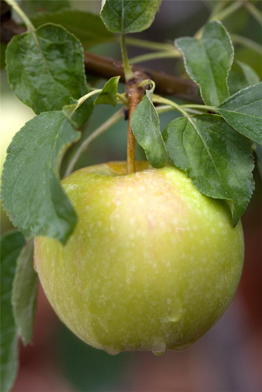Apfel 'Pinova'(s)