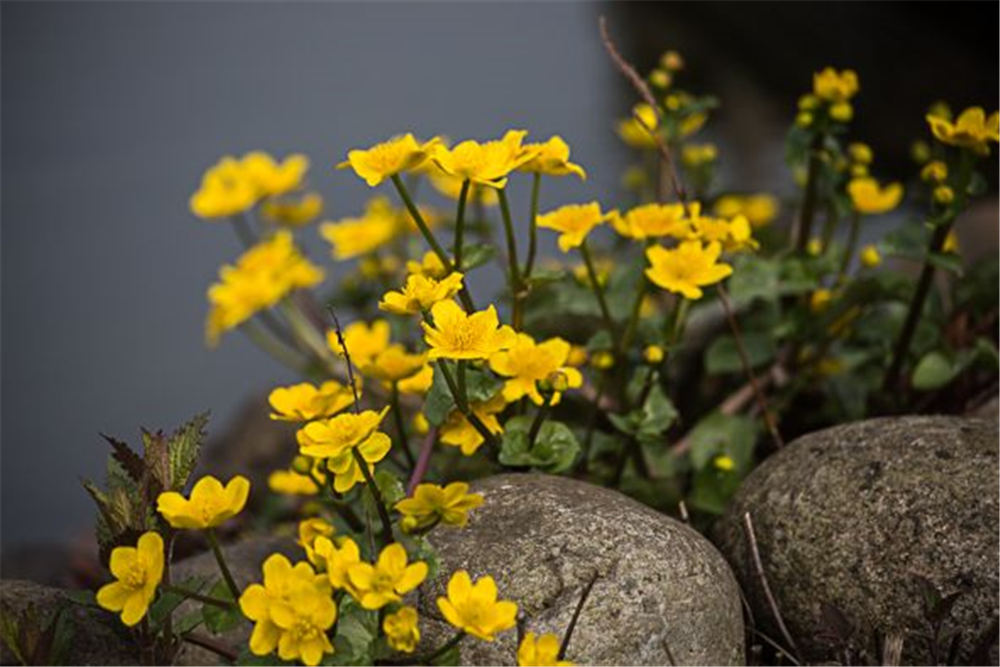 Caltha palustris