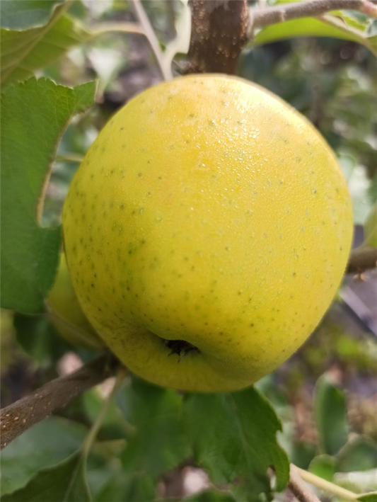 Apfel 'Ananasrenette'