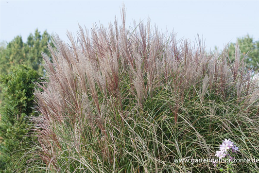 Garten-Chinaschilf 'Kleine Silberspinne'