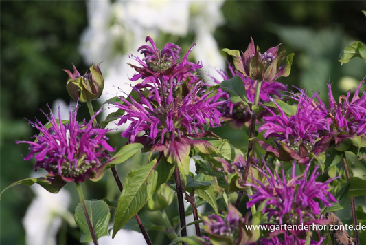 Garten-Indianernessel 'Blaustrumpf'