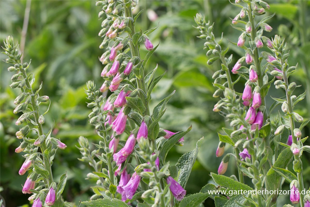 Garten-Fingerhut 'Gloxiniaeflora'