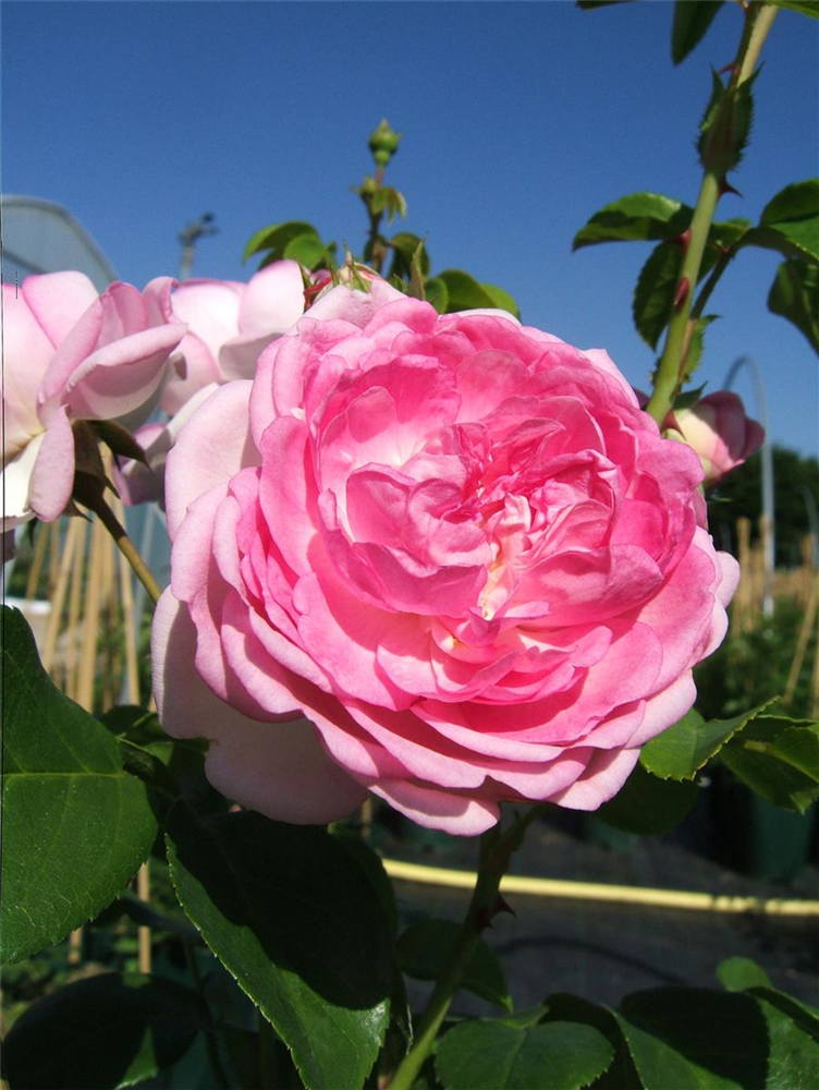 Kletterrose 'Jasmina'®