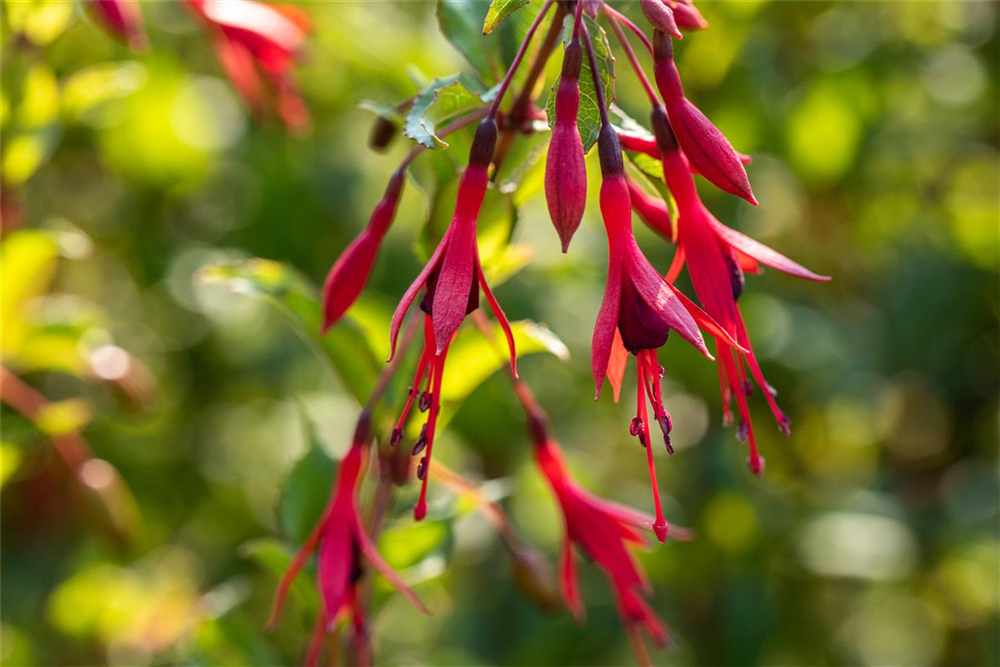 Garten-Fuchsie