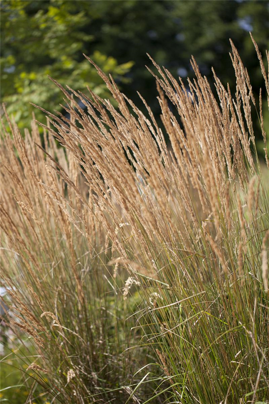 Calamagrostis x acutiflora 'Karl Foerster'
