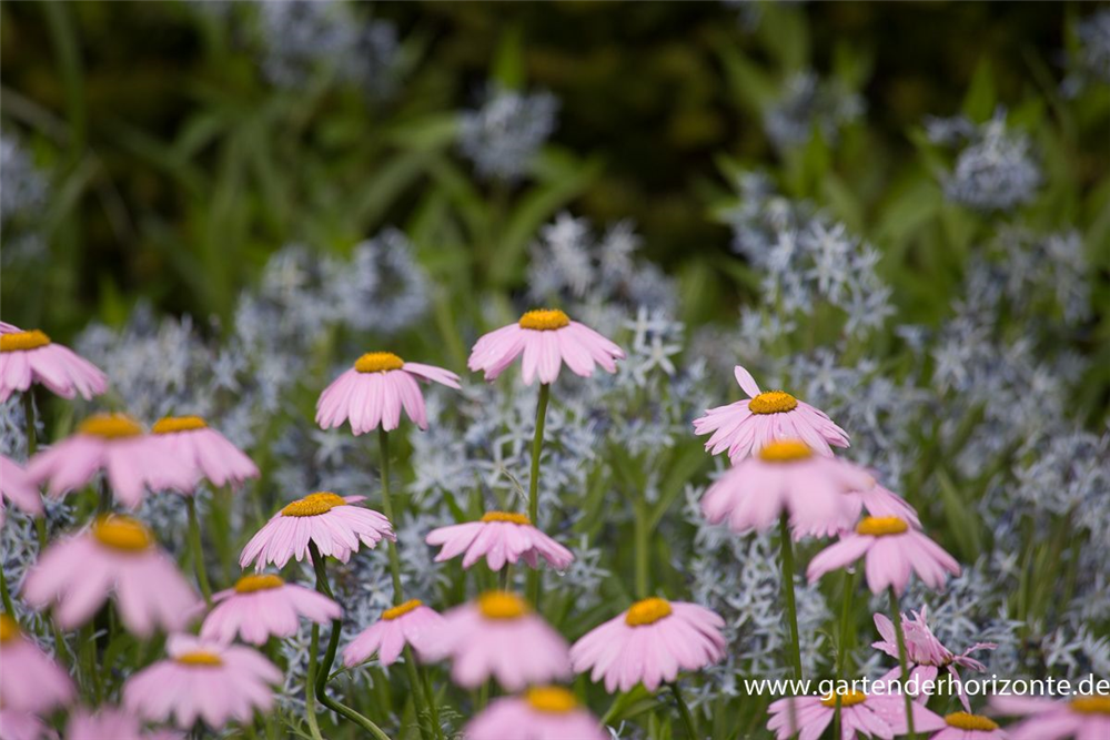 Bunte Garten-Margerite 'Robinsons Rosa'