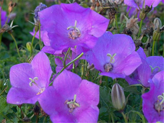 Campanula carp.'Blaue Clips'