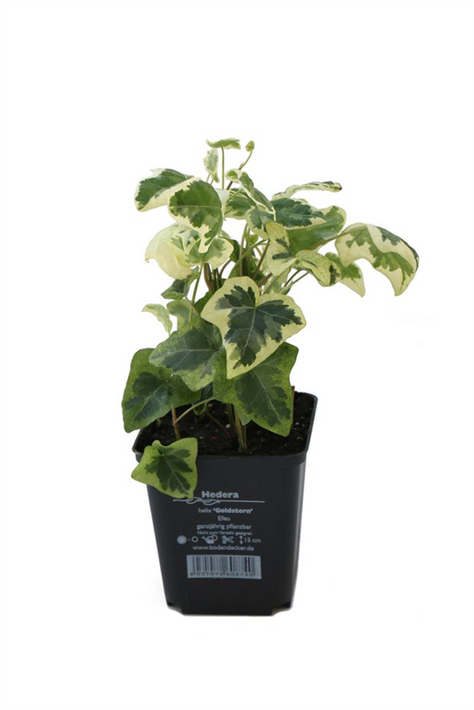 Hedera helix 'Goldstern', 12er Set