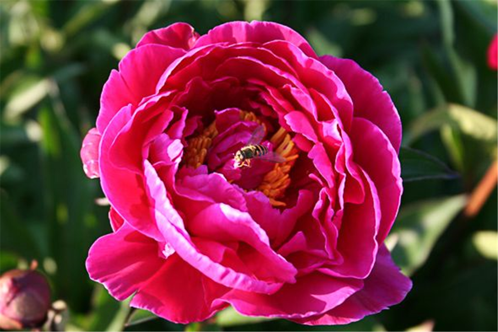 Garten-Pfingstrose 'Karl Rosenfield'