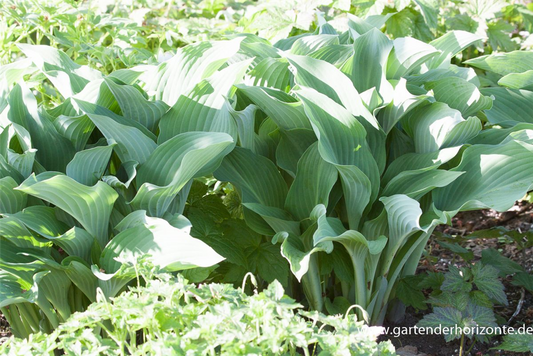 Graublaue Garten-Funkie 'Krossa Regal'