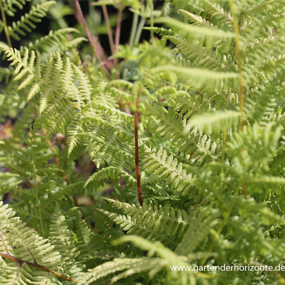 Athyrium filix-femina 'Lady in Red'