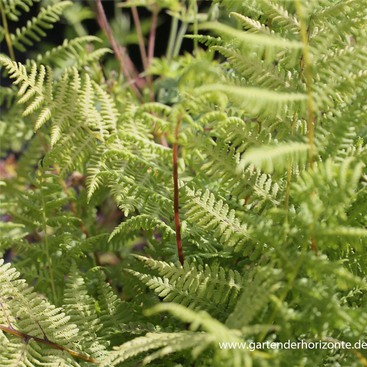 Athyrium filix-femina 'Lady in Red'