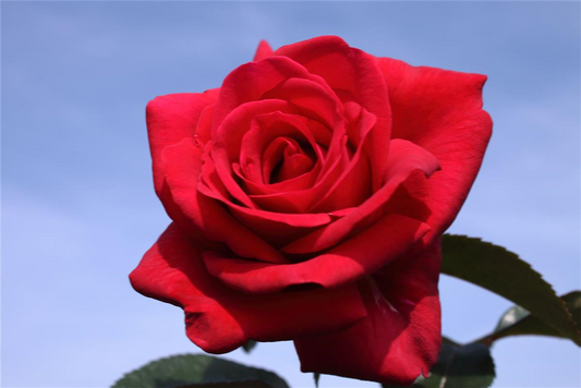 Kletterrose 'Red Flame'