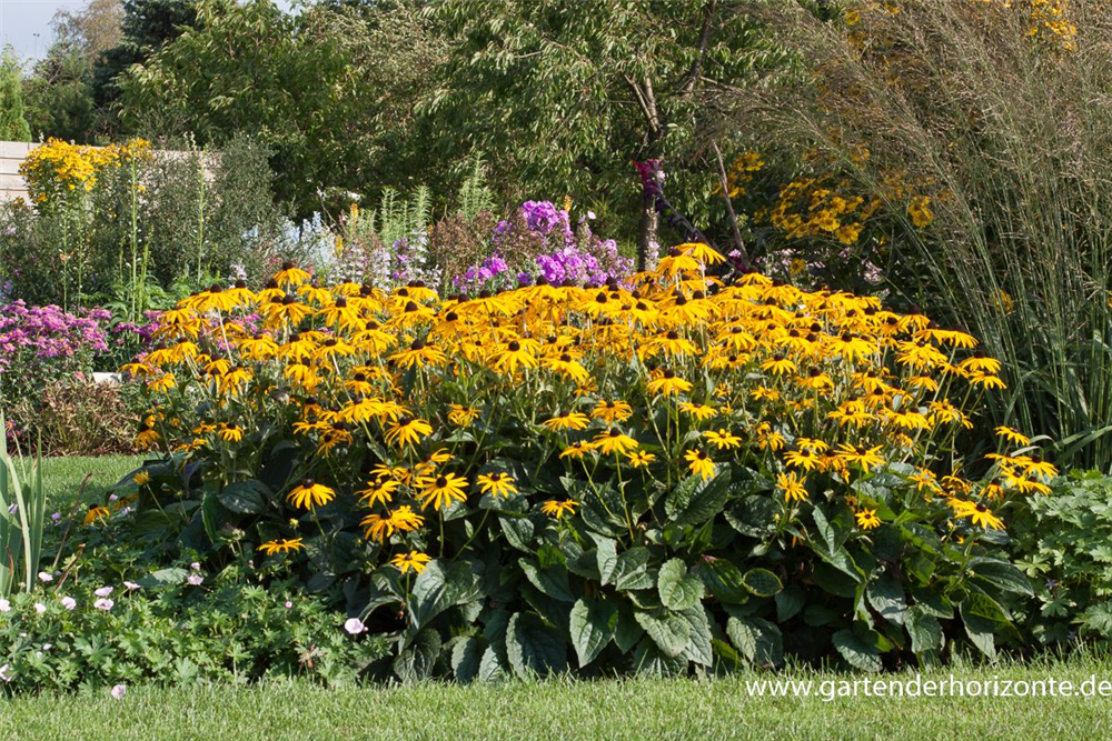 Leuchtender Garten-Sonnenhut 'Goldsturm'